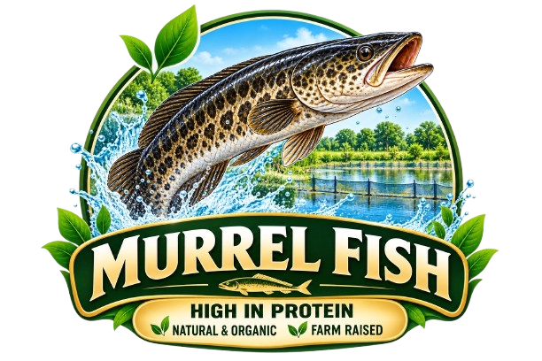 Murrel Fish
