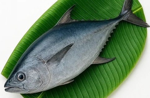TUNA FISH